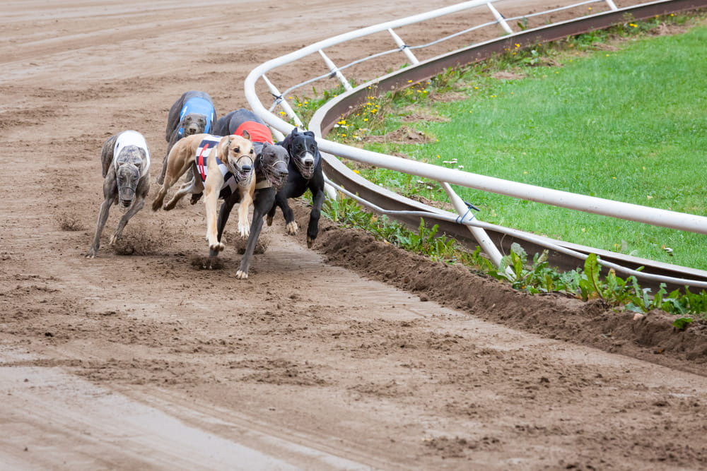 Wetten auf Hunderennen